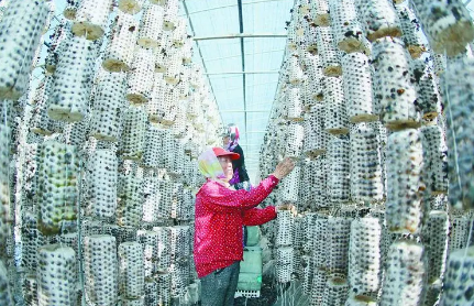 “中国林都”伊春：林区不伐木 林下找出路