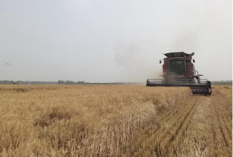 771.88公斤！“新冬60号”再创南疆早熟冬小麦高产纪录