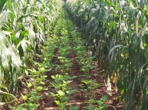 全国农技中心派出6个专家组开展大豆玉米带状复合种植技术指导服务活动