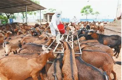 江西省上半年全省畜牧业生产形势稳定向好