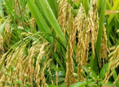 2023年度超级稻确认品种发布