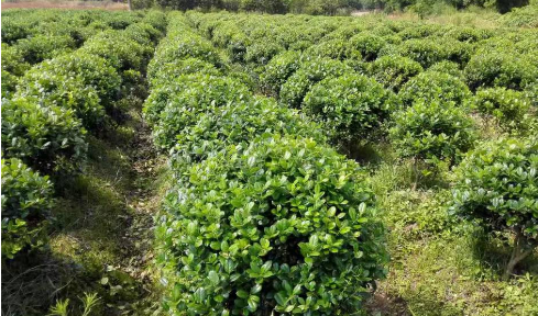 湖北省园艺作物年产量超5200万吨 441项地方标准护航产业发展