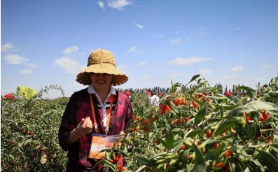 甘肃白银市搭乘东西部协作“快车” 助力农特产品走向全国