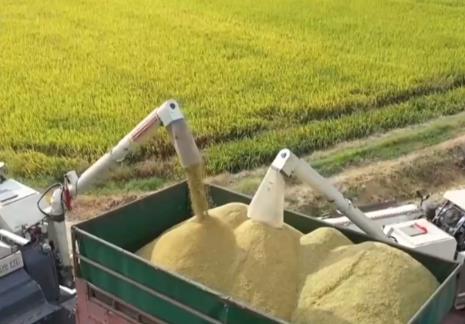 新品种、新技术助力早稻增产 多举措保障粮食颗粒归仓