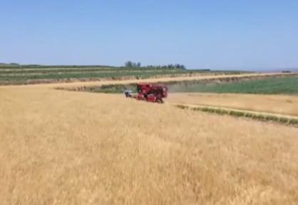 小麦机收率将突破90% 甘肃冬小麦陆续进入收割期