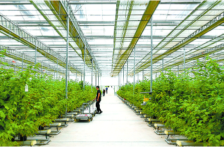 青海省海东市：让“绿特”产业成为强农惠农富农“主引擎”