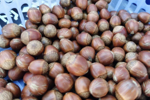 兴安盟扎赉特旗：小榛子大产业 打造中国“蒙榛之都”