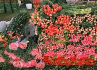 暑期游、避暑游带动斗南花市消费 日销鲜花近3千万枝