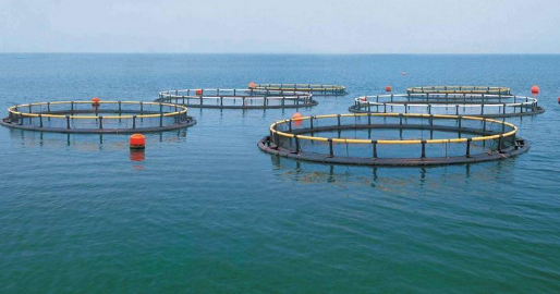 加快推进深远海养殖发展 建设“蓝色粮仓”