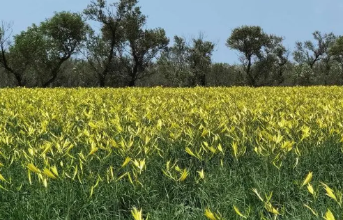 “中国黄花之乡”开展全民营销 年产值预计达22亿元