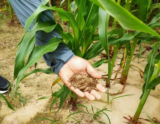 科技赋能+综合治理 旱碱地里种好中国粮