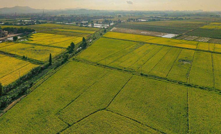 2023年早稻实现增产丰收 产量超过500亿斤