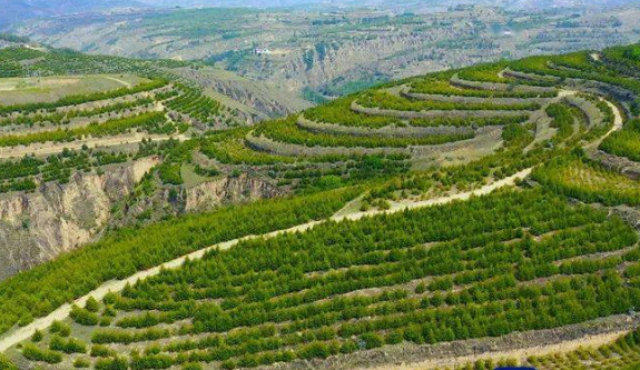 甘肃谋划重点项目支撑 打好“三北”工程攻坚战