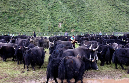 打响牦牛品牌，青海玉树靠啥去拼