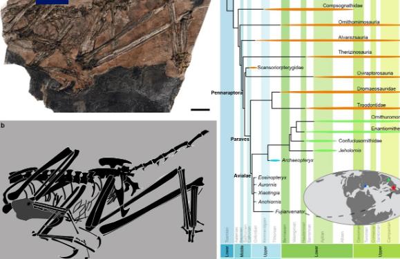 中国发现新的鸟翼类恐龙化石“奇异福建龙”