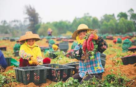 海南省建立农业品牌目录制度