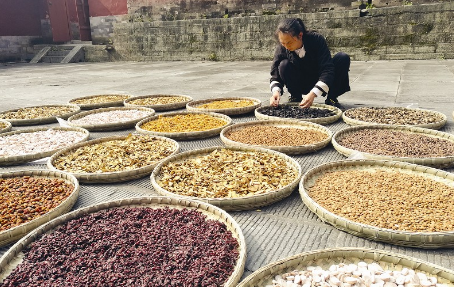 湖北十堰: 中药材成群众增收致富产业