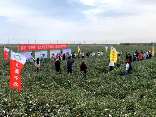 “宽早优+N” 植棉模式让棉花绿色增效