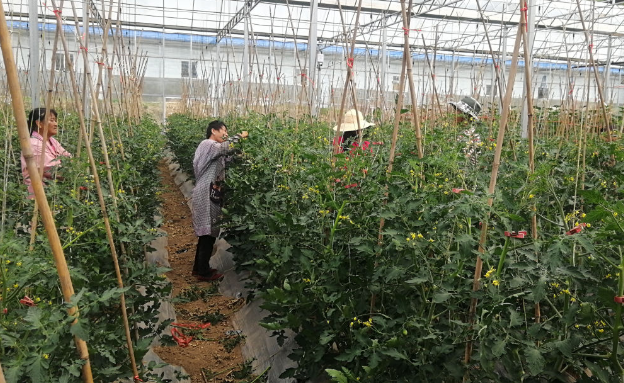 中国电气装备探索帮扶新模式 赋能农业“智”富路