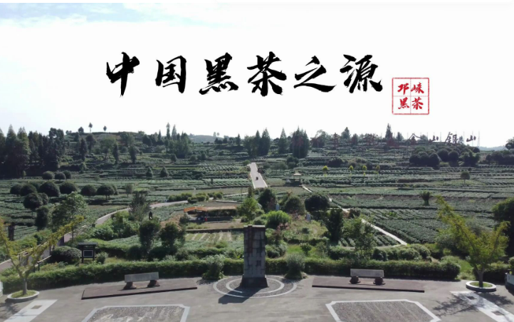 四川邛崃推动黑茶全产业链发展