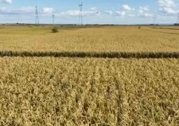 各类特色产业进入收获季 农户增收“节节高”