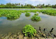 最高检等部门开展惩治非法引进外来入侵物种犯罪行动