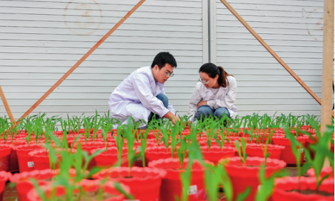 吉林省科技小院助力农业高质量发展