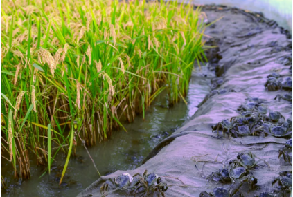 “中国稻蟹之乡”盘锦从“卖好米”走向“卖好价”