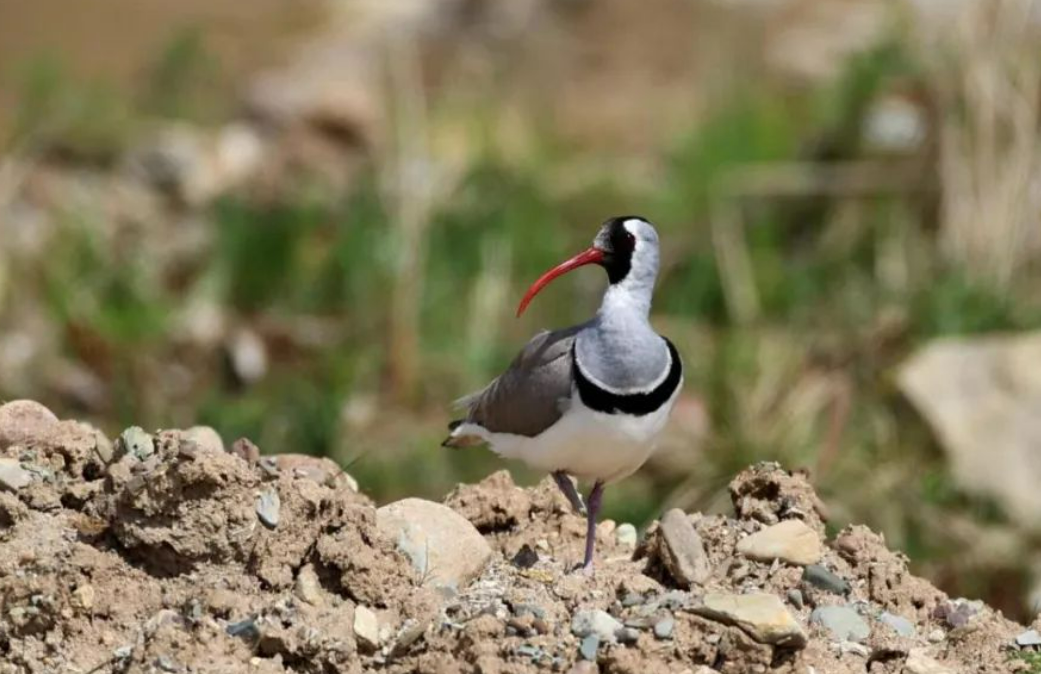 宁夏生物多样性保护进入新阶段