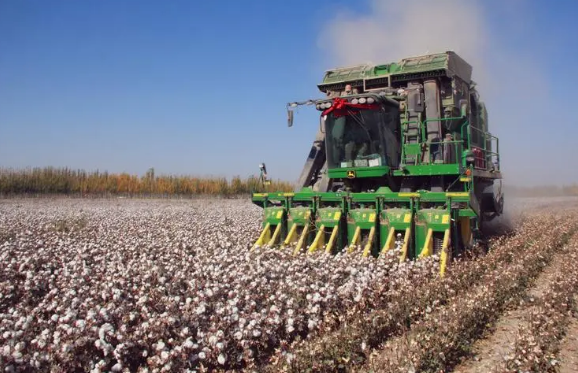 新疆棉花进入大规模采收期 投入6900余台采棉机