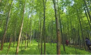 促进林业高质量发展 推动山区林区乡村振兴