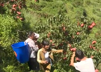 中国饭碗更“丰盛” 森林“粮库”成名副其实的“铁杆庄稼”“摇钱树”