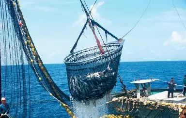 统筹推进履约监管与资源可持续利用——我国不断加强远洋渔业管理