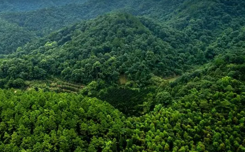 打造森林可持续经营“江西样板”
