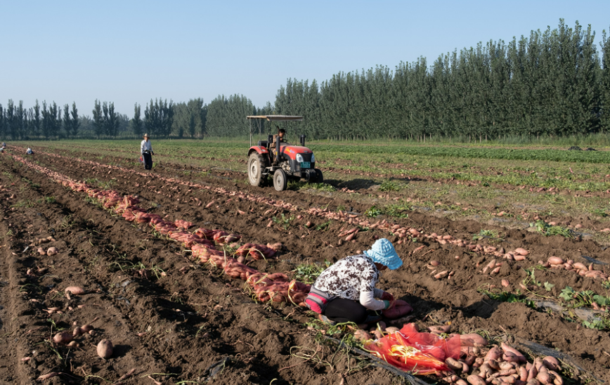 河北雄安新区发布“雄安甘薯”区域公用品牌