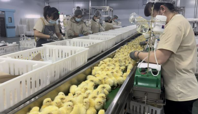 吉林省前三季度农林牧渔业总产值稳步增长解读