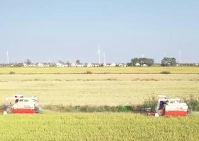 “私人定制”让水稻“稳稳地成熟” 百姓“吃得饱”更“吃得好”