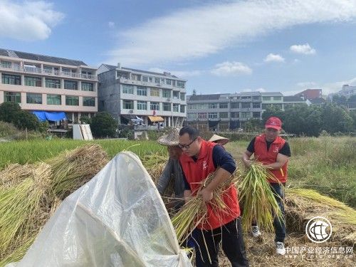 苍南：金色稻田飘香 红色香溢正忙