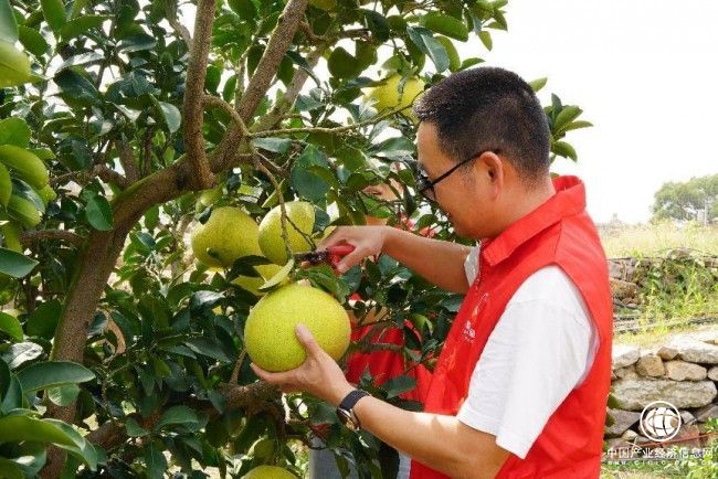 浙江玉环：“柚”是一年丰收季 志愿助“采”又助“销”