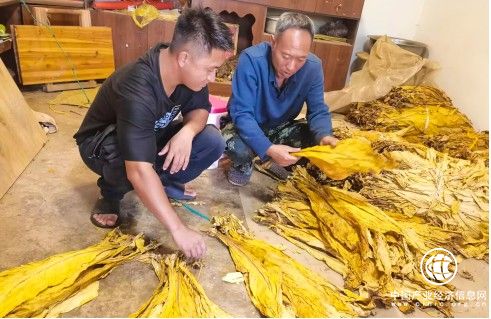 父子接力种出“金叶”幸福路