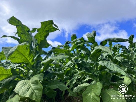 集体经济焕发“金色希望”