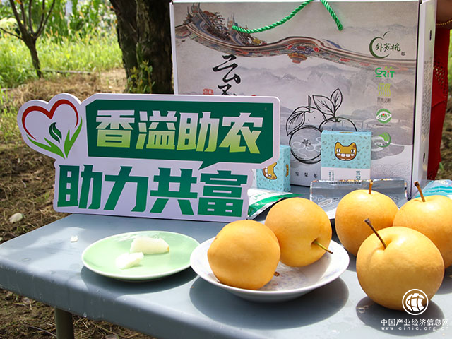 浙江云和：“苏坑雪梨”变身“致富果果”
