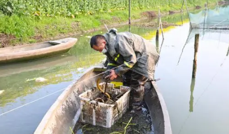 湖北“仙桃黄鳝”区域公用品牌价值172亿元