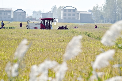 “吨粮田”的三种“打开方式”