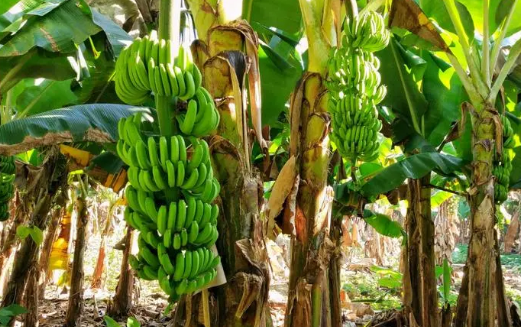 福建漳州：“花果鱼米之乡”的农旅转身