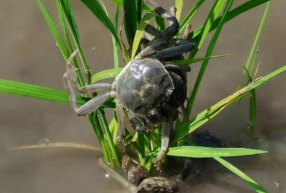 山西：汾河水清粼粼 生态农业稻蟹肥