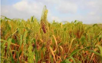 山西省偏关县荣获“中国糜子之乡”称号