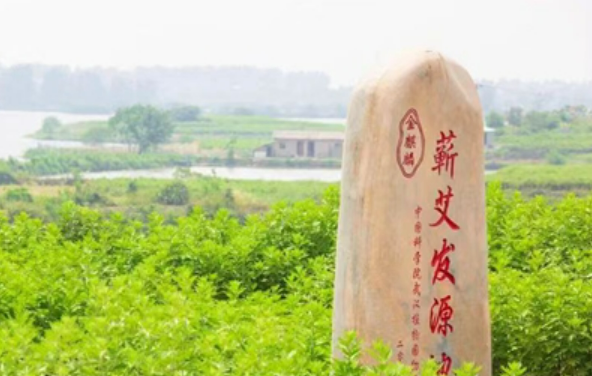 标准化推动“中国艾都”湖北蕲春大健康产业高质量发展