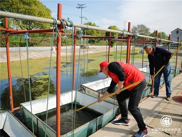 浙江长兴：同滋共味助农忙 “蟹”逅太湖“极速鲜”