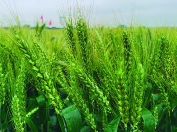 华北小麦为何不怕极端寒冬了？